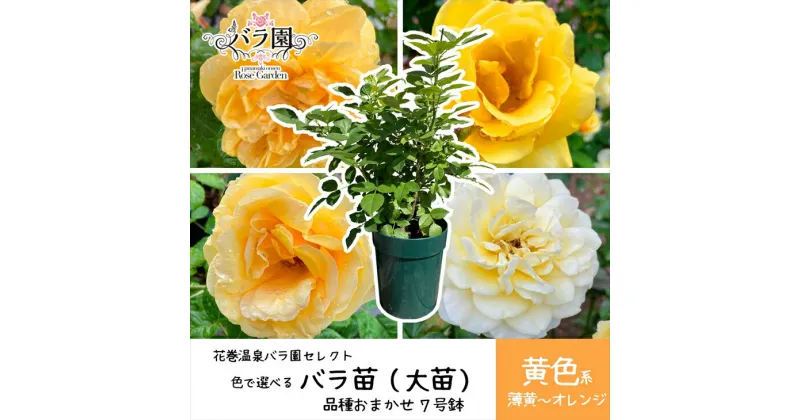 【ふるさと納税】色が選べる♪ 花巻温泉バラ園で育った「バラ大苗」7号サイズ -黄- 新着 ふるさと納税 花