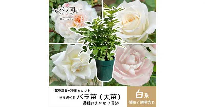 【ふるさと納税】色が選べる♪ 花巻温泉バラ園で育った「バラ大苗」7号サイズ -白-　新着 ふるさと納税 花