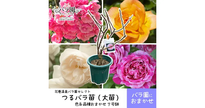 【ふるさと納税】花巻温泉バラ園で育った「つるバラ大苗」7号サイズ -園長におまかせ- – 新着 ふるさと納税 花