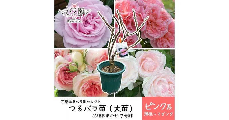 【ふるさと納税】花巻温泉バラ園で育った「つるバラ大苗」7号サイズ -ピンク- 新着 ふるさと納税 花